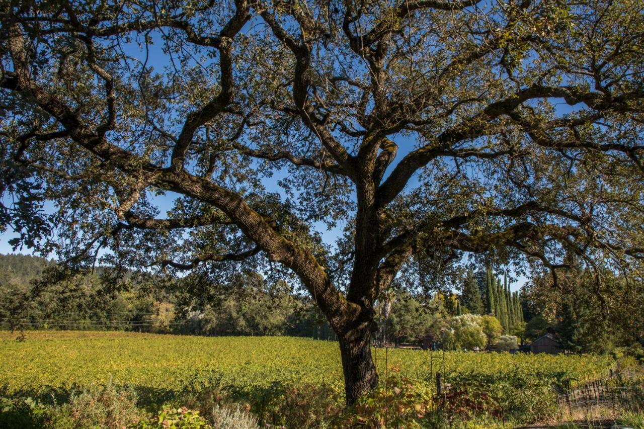 Wine Country Inn Napa Valley Сент-Хелина Экстерьер фото