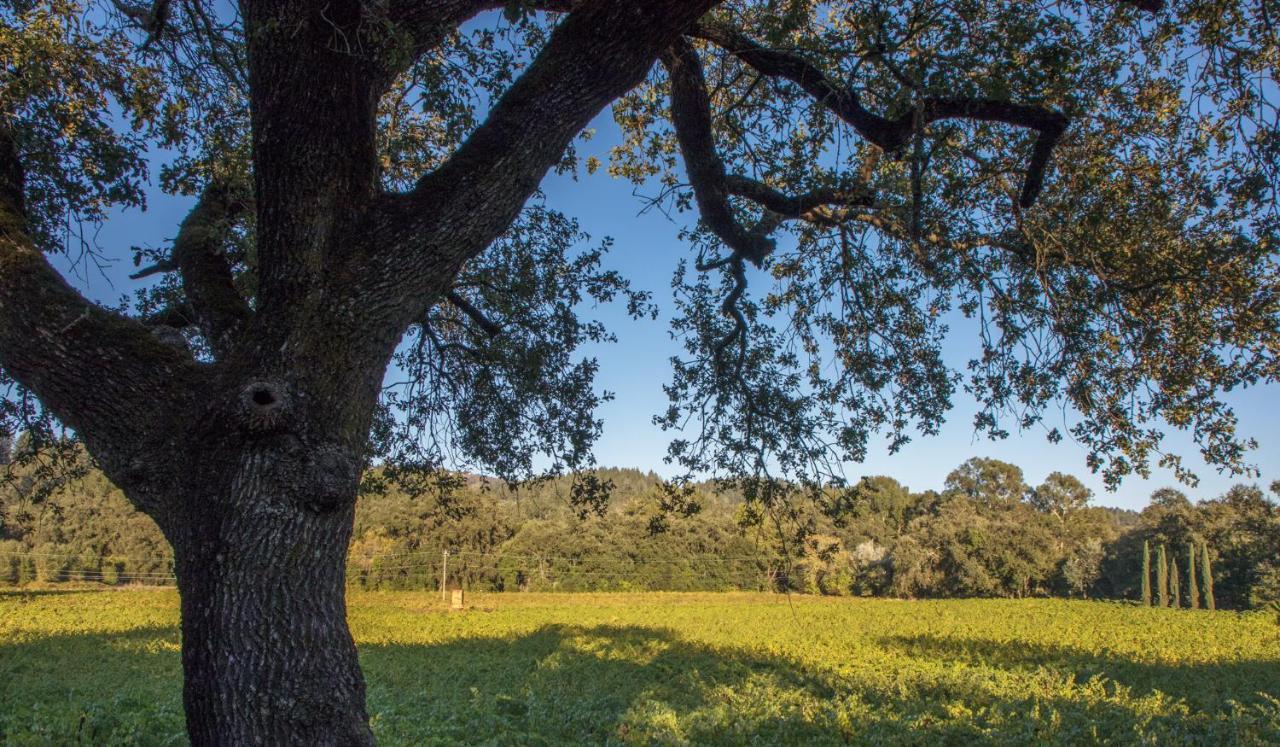 Wine Country Inn Napa Valley Сент-Хелина Экстерьер фото